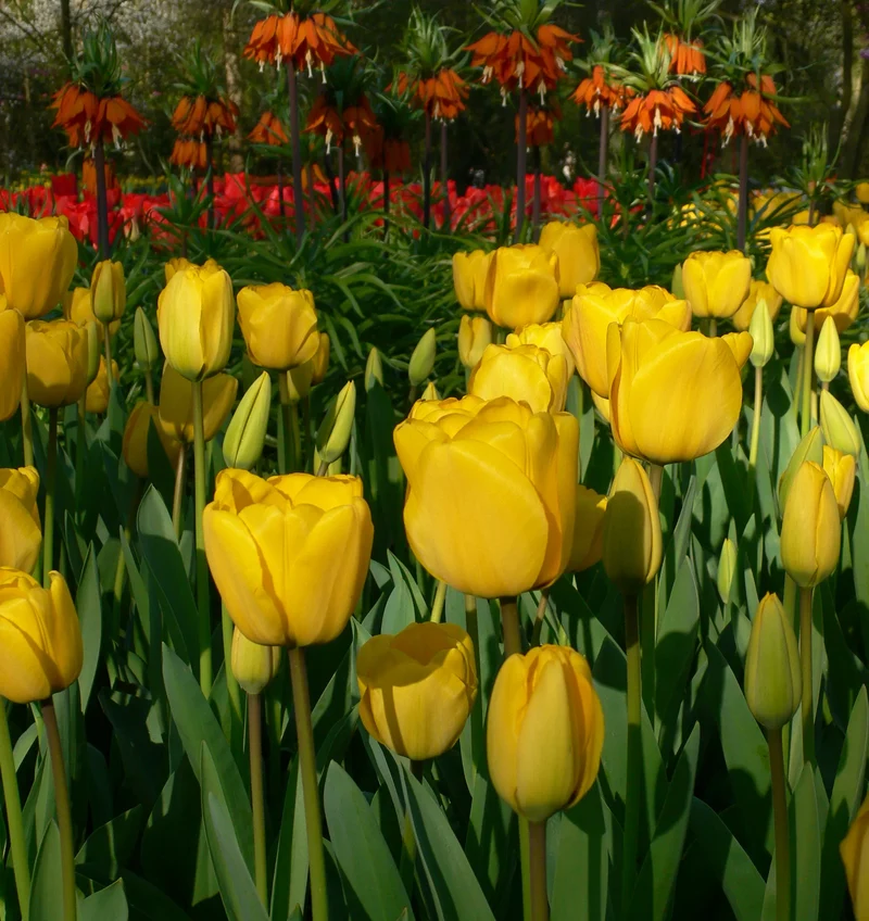 Bulbes de fleurs Non-Traité Tulipe Golden Apeldoorn calibre 12/+ (1020800) pour particuliers