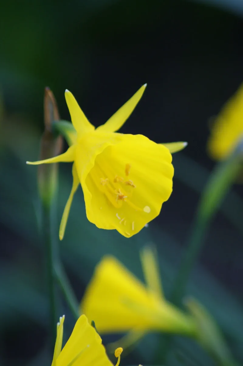Bulbes de fleurs Non-Traité Narcissus bulbocodium Golden Bells calibre z6/+ (2024300) pour particuliers