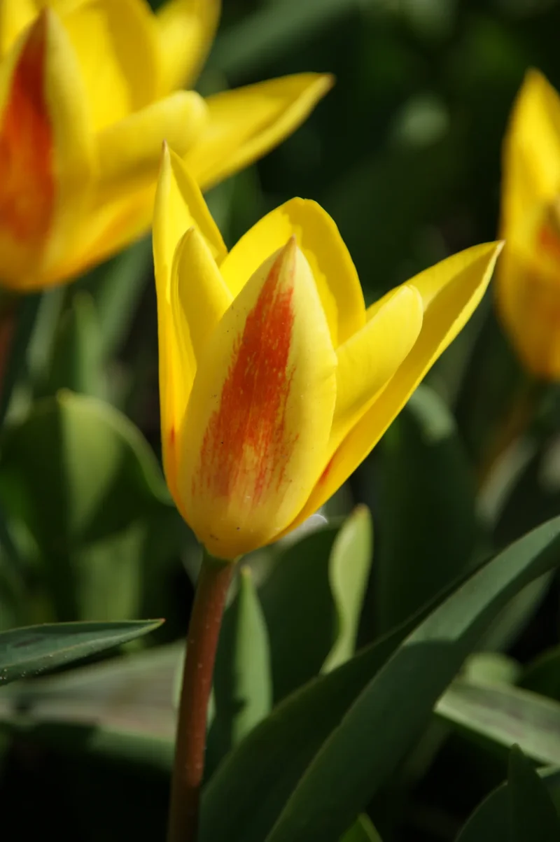 Bulbes de fleurs Non-Traité Tulipe Giuseppe Verdi calibre 12/+ (1043900) pour particuliers
