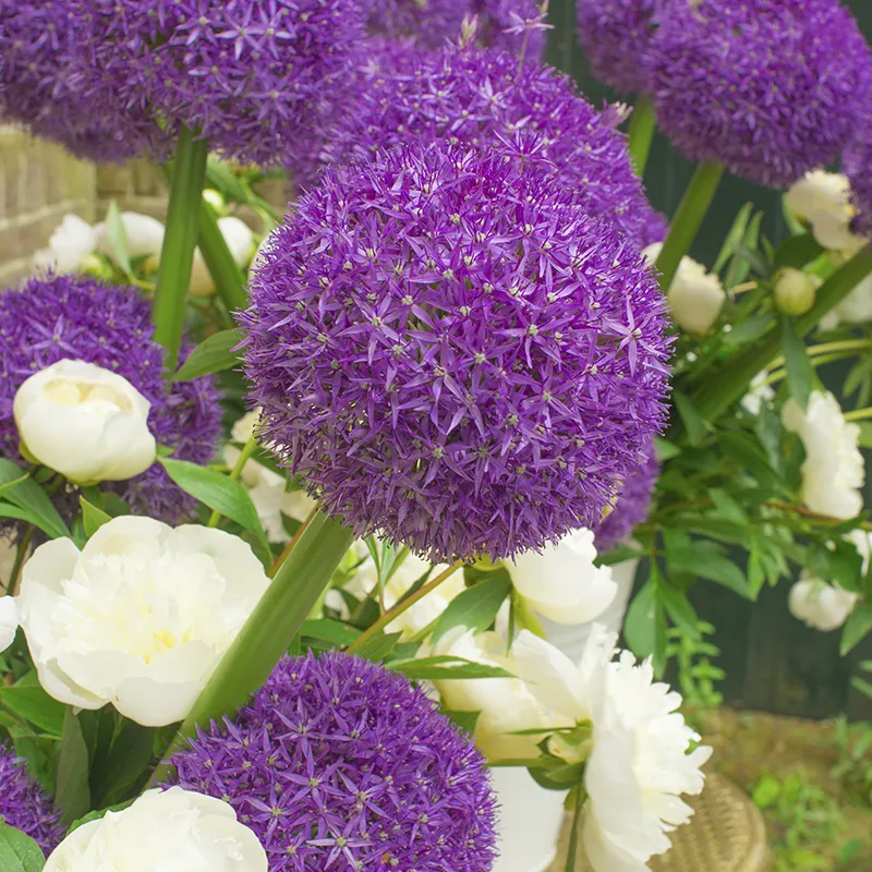 Bulbes de fleurs Non-Traité Allium Globemaster® calibre 20/+ (3104000) pour particuliers
