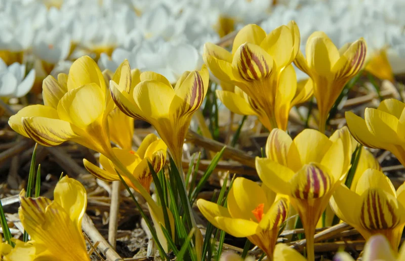 Bulbes de fleurs Non-Traité Crocus chrysanthus Gipsy Girl calibre 5/+ (2504300) pour particuliers