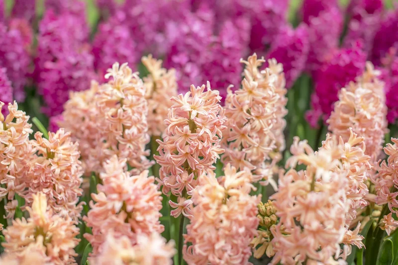 Bulbes de fleurs Non-Traité Hyacinthus Gipsy Queen calibre 16/17 (3003500) pour particuliers