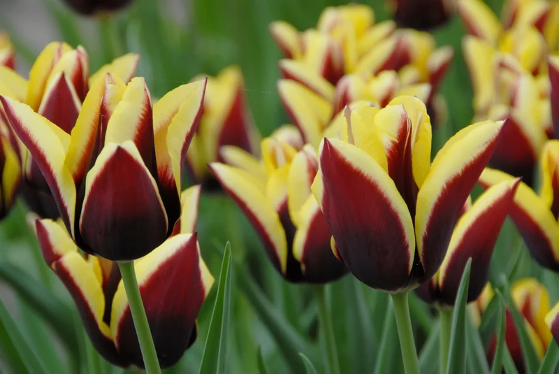 Bulbes de fleurs Non-Traité Tulipe Gavota calibre 12/+ (1006900) pour particuliers