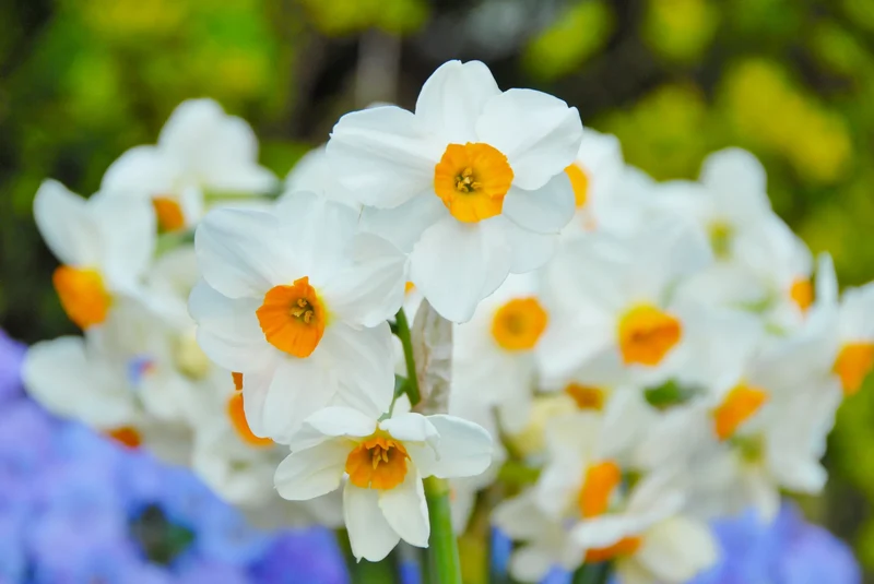 Bulbes de fleurs Non-Traité Narcissus Geranium calibre sp14/16 (2008300) pour particuliers