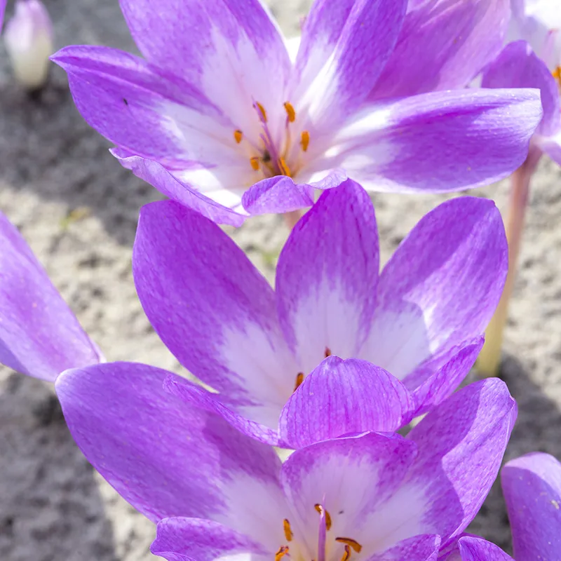 Bulbes de fleurs Non-Traité Colchicum Giant calibre 20/+ (3501500) pour particuliers