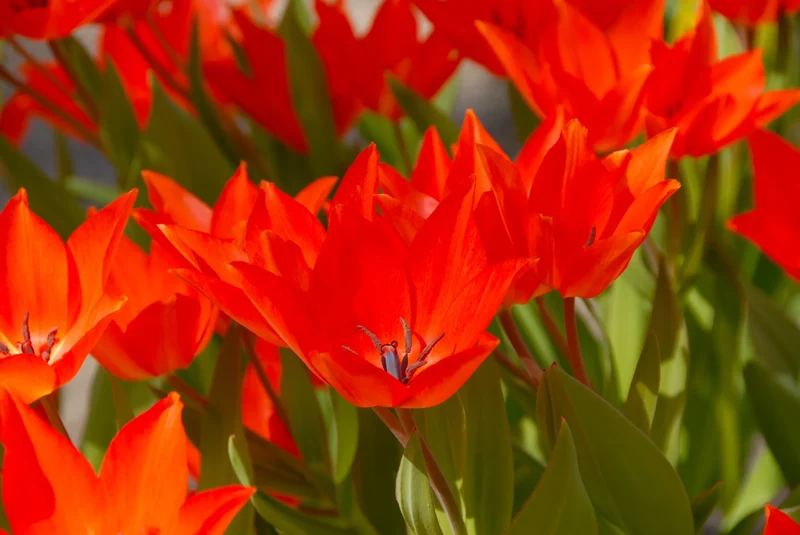 Bulbes de fleurs Non-Traité Tulipe praestans Fusilier calibre 12/+ (1012700) pour particuliers