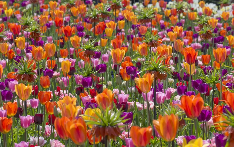 Bulbes de fleurs Non-Traité Mix From Dusk till Dawn Mix (9003300) pour particuliers