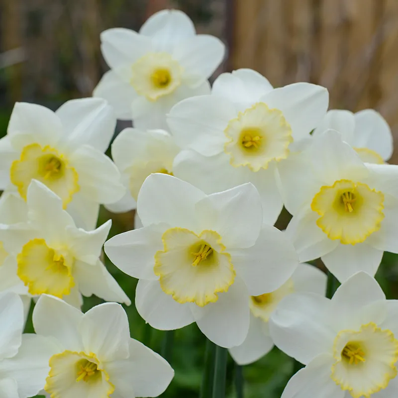 Bulbes de fleurs Non-Traité Narcissus Frosty Snow calibre sp14/16 (2001400) pour particuliers