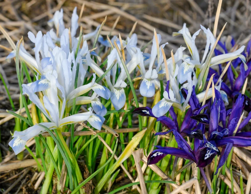 Bulbes de fleurs Non-Traité Iris reticulata Frozen Planet calibre 6/+ (3757400) pour particuliers