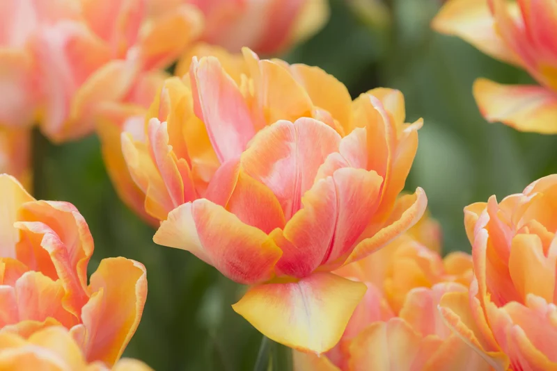 Bulbes de fleurs Non-Traité Tulipe Foxy Foxtrot® calibre 12/+ (1006800) pour particuliers