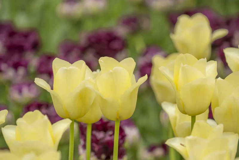 Bulbes de fleurs Non-Traité Tulipe Friendship 1998® calibre 12/+ (1035800) pour particuliers