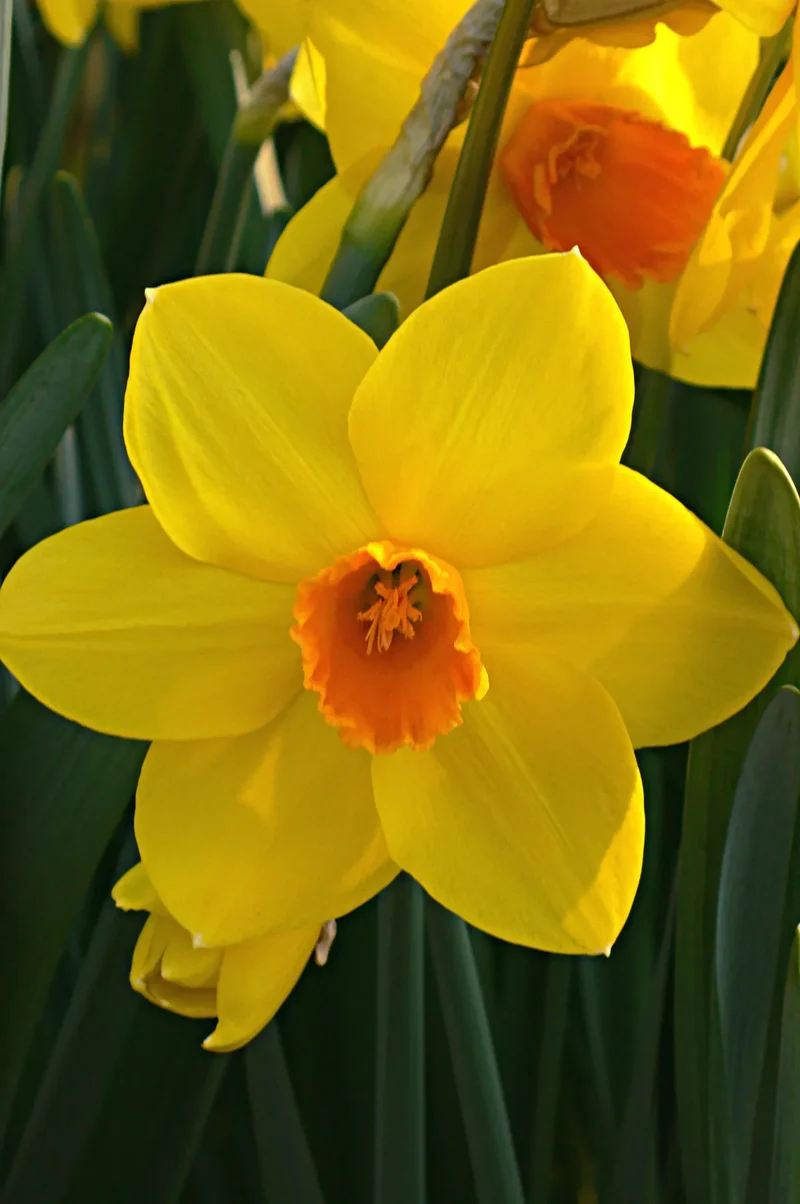 Bulbes de fleurs Non-Traité Narcissus Fortissimo calibre sp14/16 (2020500) pour particuliers