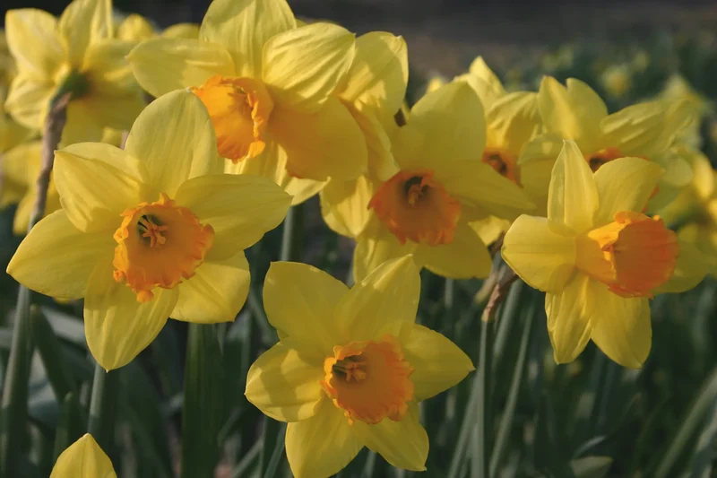 Bulbes de fleurs Non-Traité Narcissus Fortune calibre sp14/16 (2023310) pour particuliers