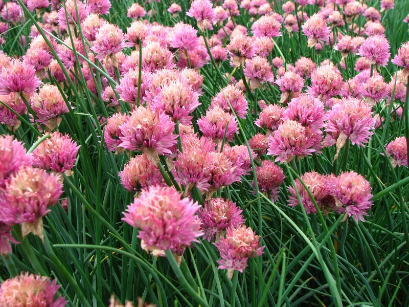 Bulbes de fleurs Non-Traité Allium schoenoprasum Forescate calibre 1 (3122000) pour particuliers