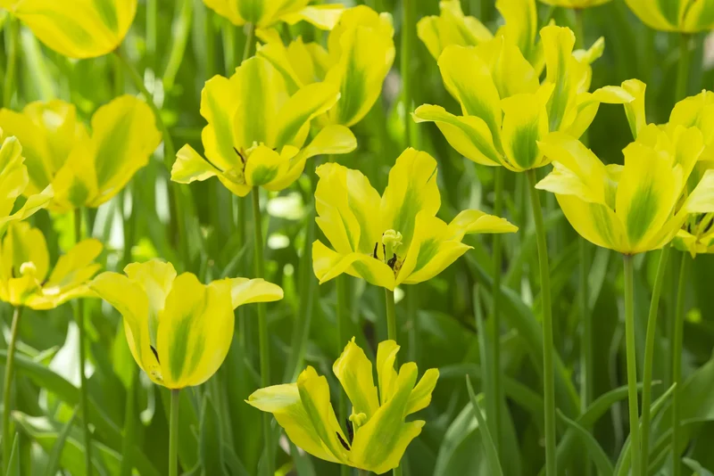 Bulbes de fleurs Non-Traité Tulipe Formosa calibre 12/+ (1023700) pour particuliers