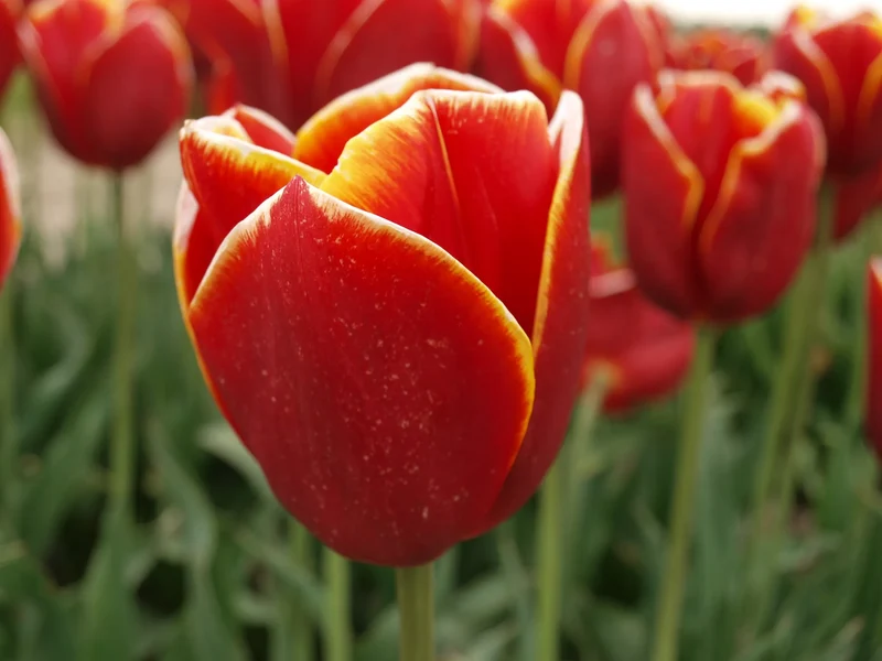 Bulbes de fleurs Non-Traité Tulipe Flying Dragon® calibre 12/+ (1037100) pour particuliers