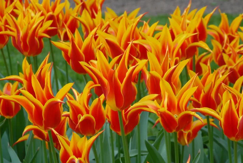 Bulbes de fleurs Non-Traité Tulipe Fly Away calibre 12/+ (1006500) pour particuliers