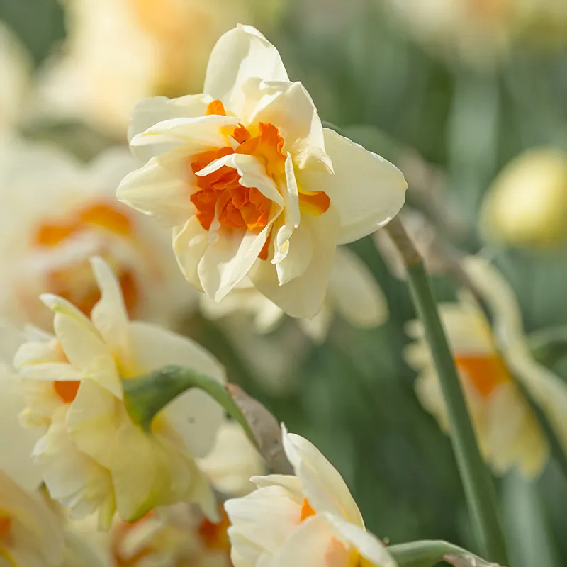Bulbes de fleurs Non-Traité Narcissus Flower Parade calibre sp14/16 (2001300) pour particuliers
