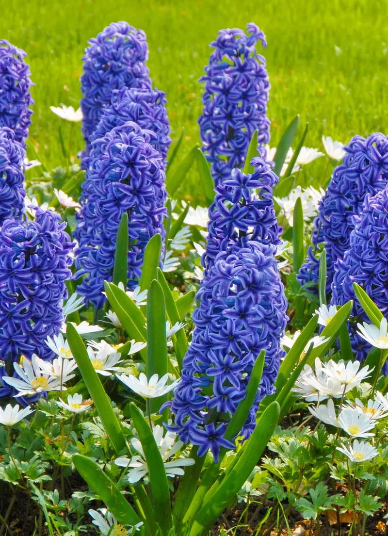 Bulbes de fleurs Non-Traité Hyacinthus Blue Jacket calibre 16/17 (3001500) pour particuliers