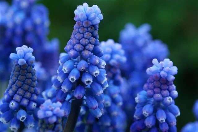 Bulbes de fleurs Non-Traité Muscari aucheri Blue Magic® calibre 8/9 (3804900) pour particuliers