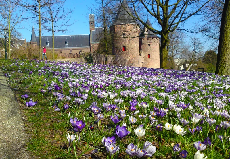 Bulbes de fleurs Non-Traité Mix Blue Grass Mix (9000200) pour particuliers