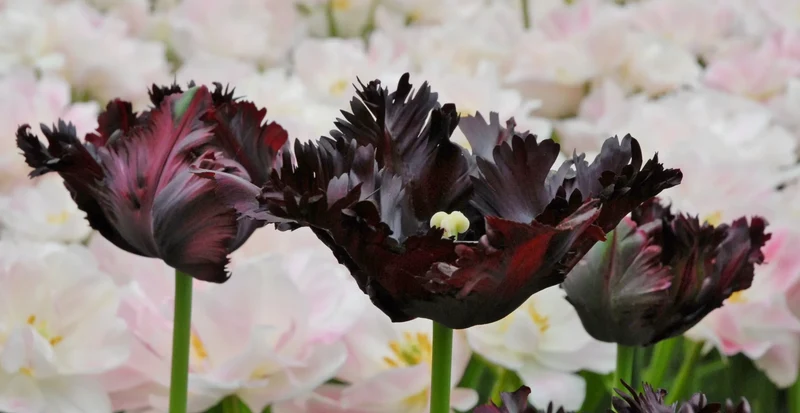 Bulbes de fleurs Non-Traité Tulipe Black Parrot calibre 12/+ (1002300) pour particuliers