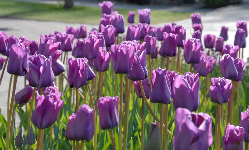 Bulbes de fleurs Non-Traité Tulipe Bleu Aimable calibre 12/+ (1024400) pour particuliers