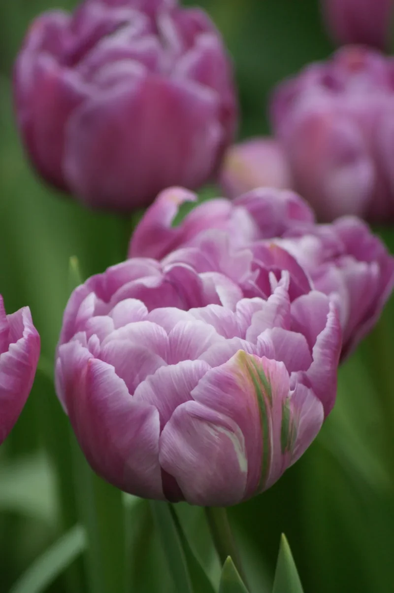 Bulbes de fleurs Non-Traité Tulipe Blue Diamond calibre 12/+ (1002400) pour particuliers