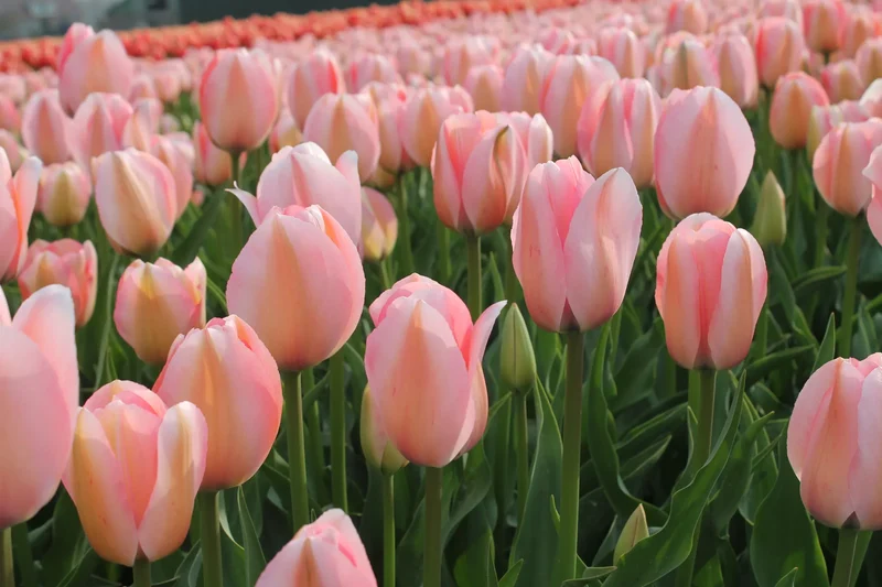 Bulbes de fleurs Non-Traité Tulipe Bella Blush calibre 12/+ (1047100) pour particuliers
