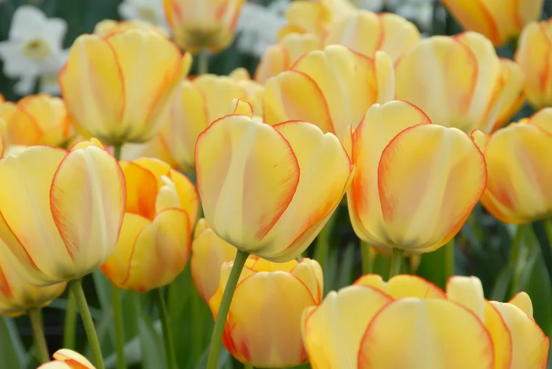 Bulbes de fleurs Non-Traité Tulipe Beauty of Spring® calibre 12/+ (1001700) pour particuliers