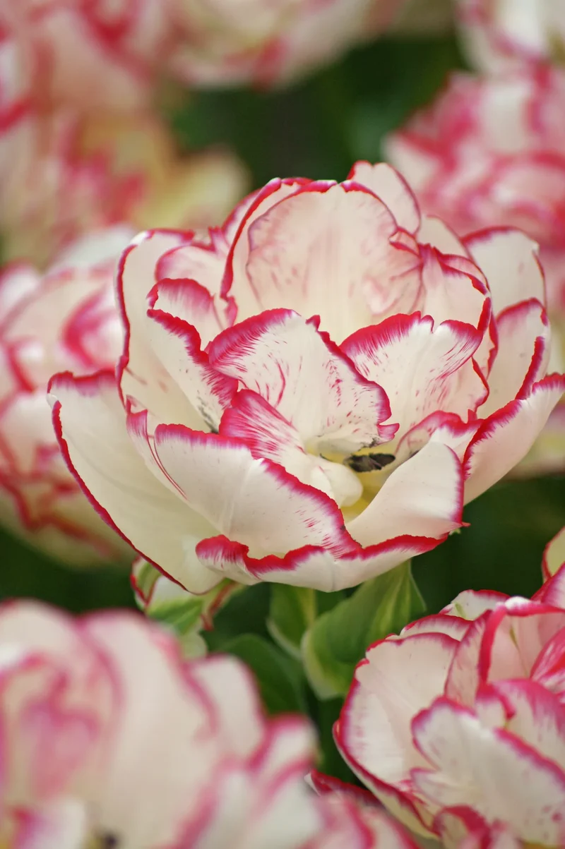 Bulbes de fleurs Non-Traité Tulipe Belicia® calibre 12/+ (1032300) pour particuliers