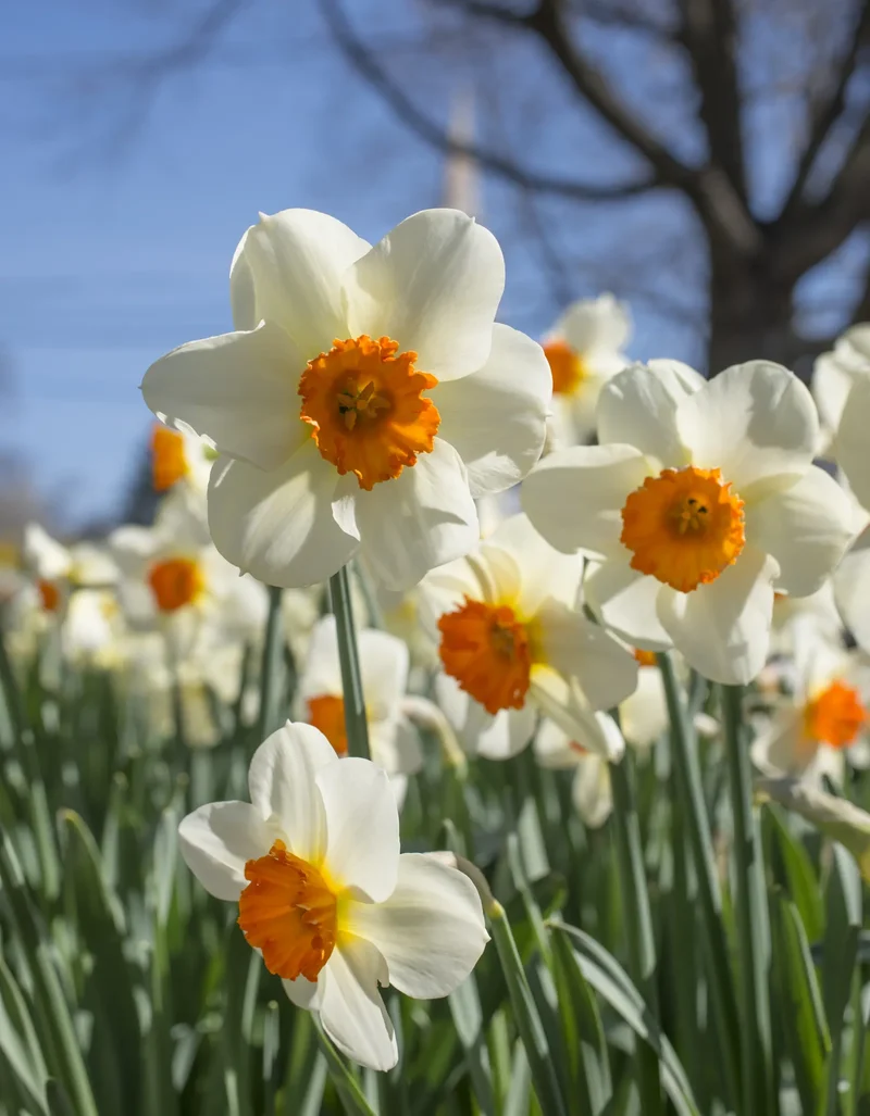 Bulbes de fleurs Non-Traité Narcissus Barrett Browning calibre sp14/16 (2000500) pour particuliers