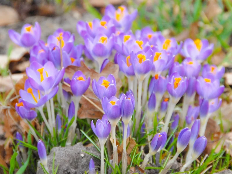 Bulbes de fleurs Non-Traité Crocus tommasinianus Barr's Purple calibre 5/6 (2501300) pour particuliers