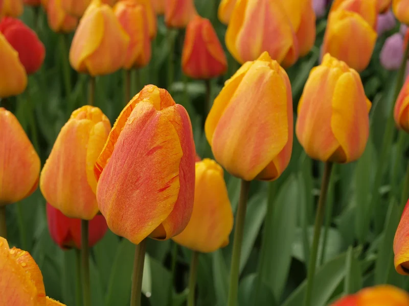 Bulbes de fleurs Non-Traité Tulipe Beauty of Apeldoorn calibre 12/+ (1021800) pour particuliers