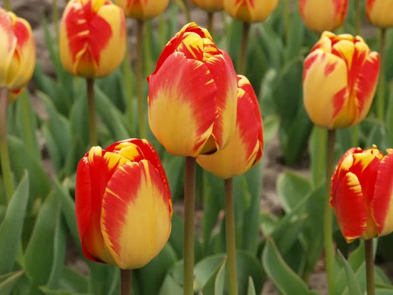 Bulbes de fleurs Non-Traité Tulipe Banja Luka calibre 12/+ (1021200) pour particuliers