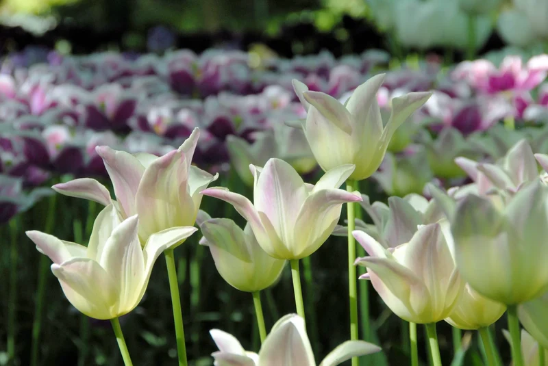 Bulbes de fleurs Non-Traité Tulipe Ballade Lady® calibre 12/+ (1053400) pour particuliers