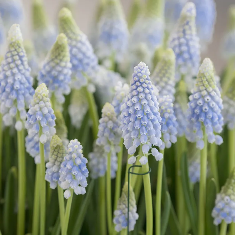 Bulbes de fleurs Non-Traité Muscari Baby's Breath® calibre 7/8 (3802500) pour particuliers