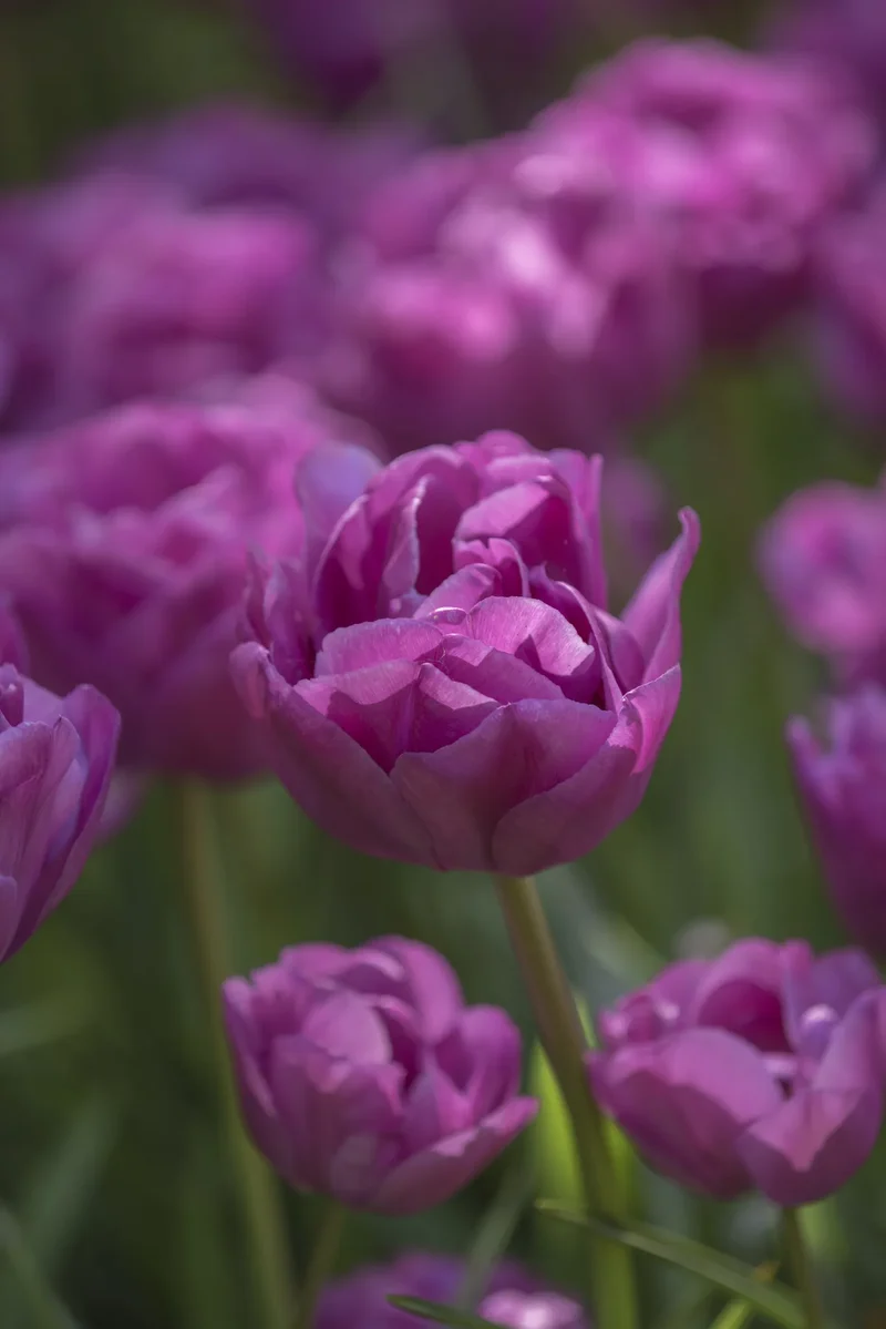 Bulbes de fleurs Non-Traité Tulipe Backpacker calibre 12/+ (1001800) pour particuliers