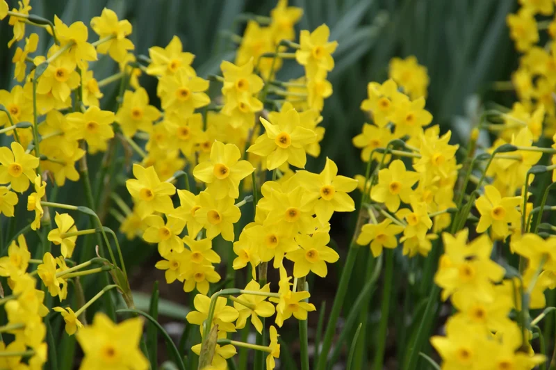 Bulbes de fleurs Non-Traité Narcissus Baby Boomer calibre z12/14 (2021600) pour particuliers