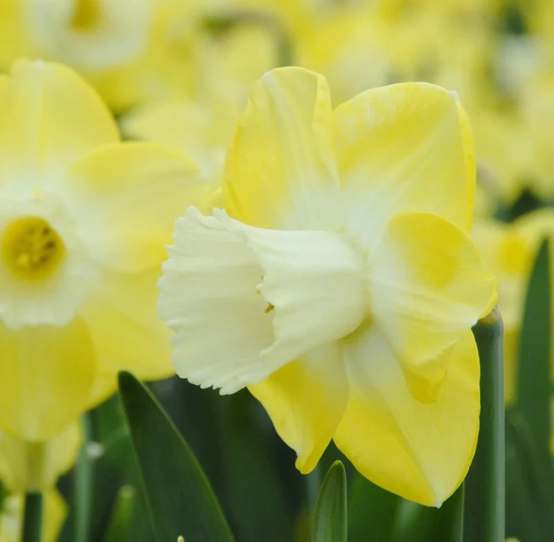 Bulbes de fleurs Non-Traité Narcissus Avalon calibre sp14/16 (2000400) pour particuliers