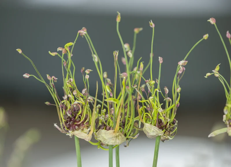 Bulbes de fleurs Non-Traité Allium scorodoprasum Art® calibre 5/7 (3129500) pour particuliers