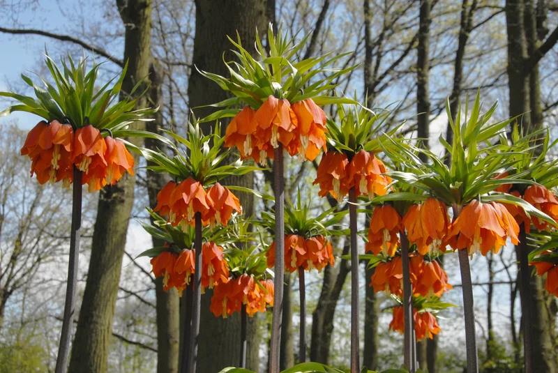 Bulbes de fleurs Non-Traité Fritillaria imperialis Aurora calibre 24/+ (3608000) pour particuliers