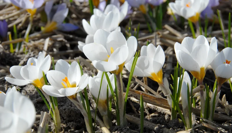 Bulbes de fleurs Non-Traité Crocus chrysanthus Ard Schenk calibre 5/6 (2500200) pour particuliers