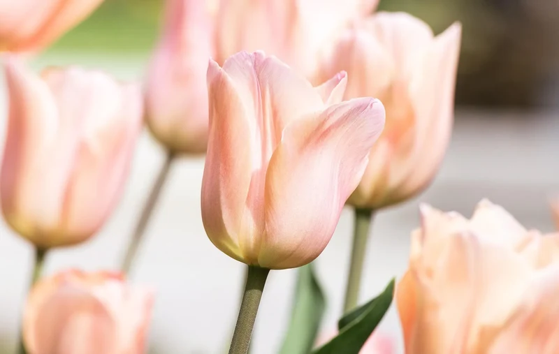 Bulbes de fleurs Non-Traité Tulipe Apricot Pride (Zantubeau)® calibre 12/+ (1059500) pour particuliers