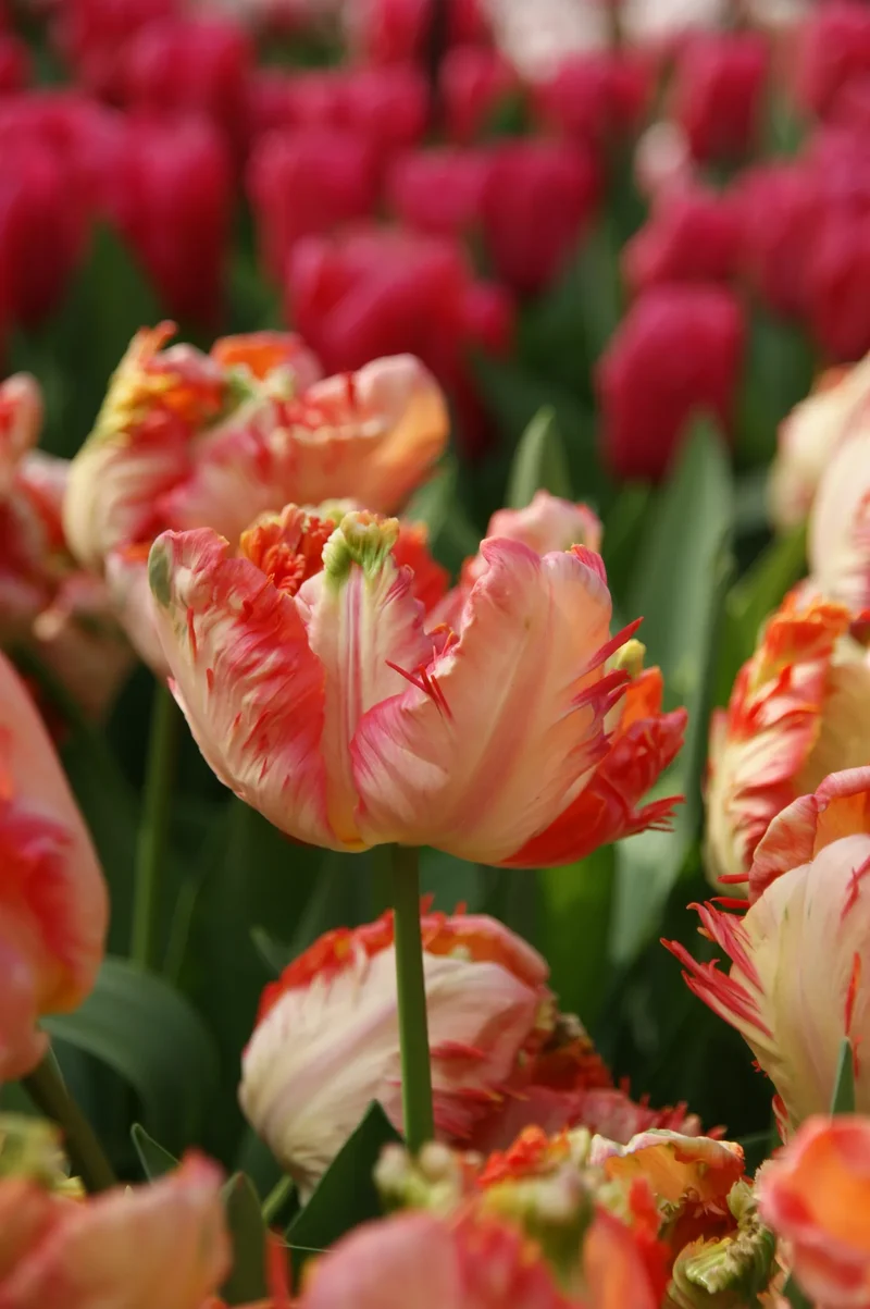Bulbes de fleurs Non-Traité Tulipe Apricot Parrot calibre 12/+ (1001300) pour particuliers