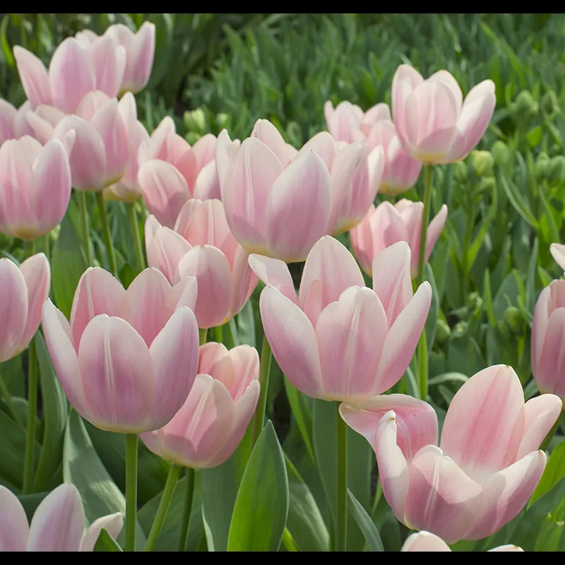 Bulbes de fleurs Non-Traité Tulipe Apricot Delight® calibre 12/+ (1001100) pour particuliers