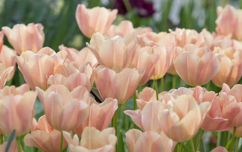 Bulbes de fleurs Non-Traité Tulipe Apricot Foxx® calibre 12/+ (1042100) pour particuliers