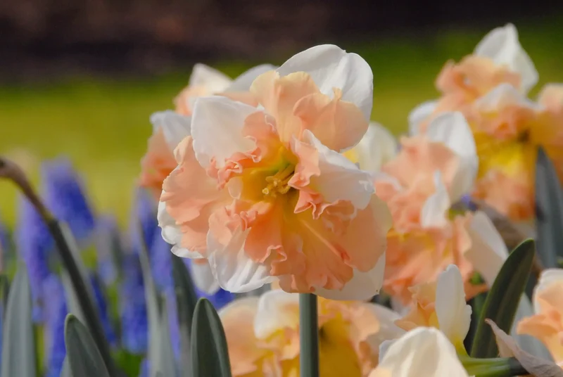 Bulbes de fleurs Non-Traité Narcissus Apple Pie calibre sp12/14 (2027800) pour particuliers