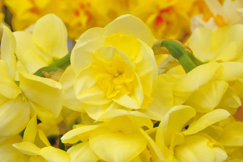 Bulbes de fleurs Non-Traité Narcissus Angkor calibre sp14/16 (2039200) pour particuliers