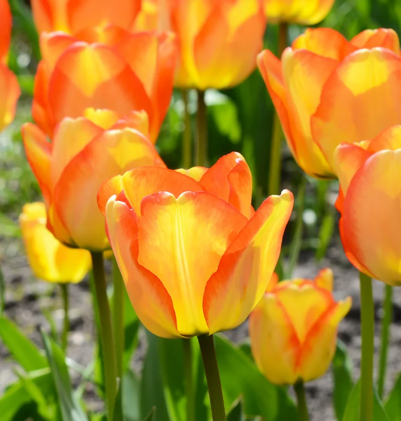 Bulbes de fleurs Non-Traité Tulipe American Dream® calibre 12/+ (1000600) pour particuliers